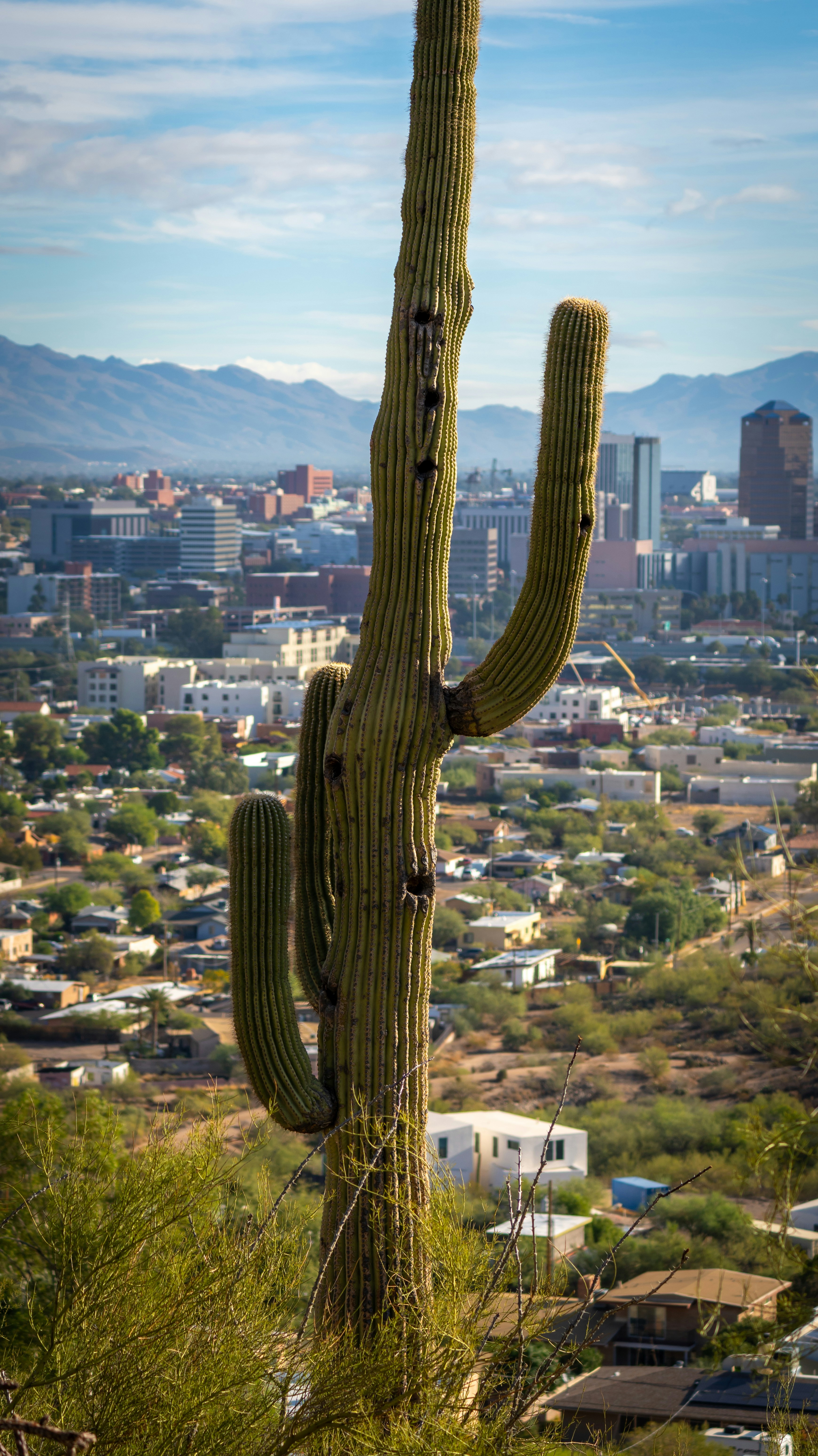Saguaro cactus overlooking Tucson skyline